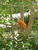 Zoo Atlanta 2007 : Cameron and Auntie's trip to the zoo!